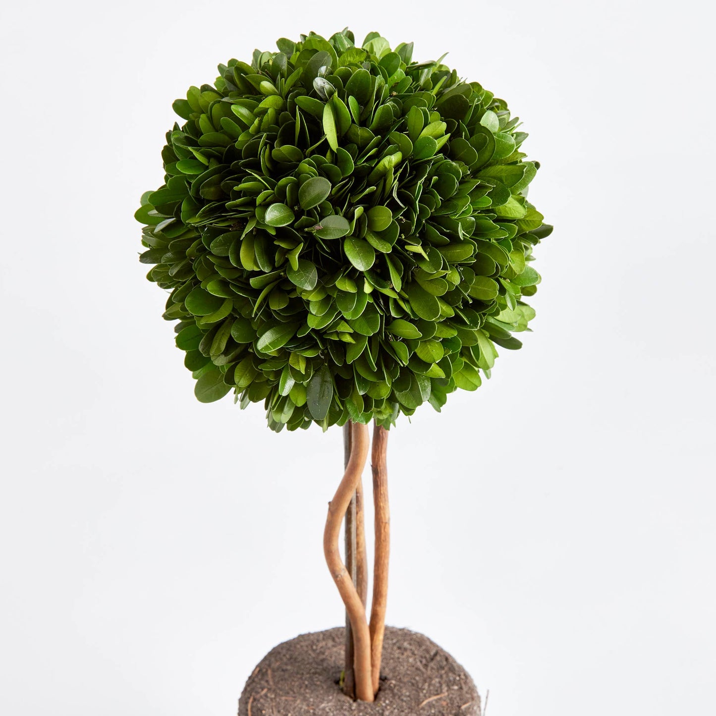 Single Topiary Drop-In 16"