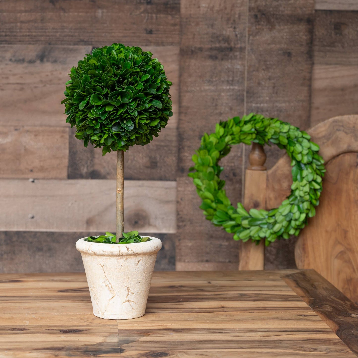 Preserved Boxwood Topiary - 20” Double Ball