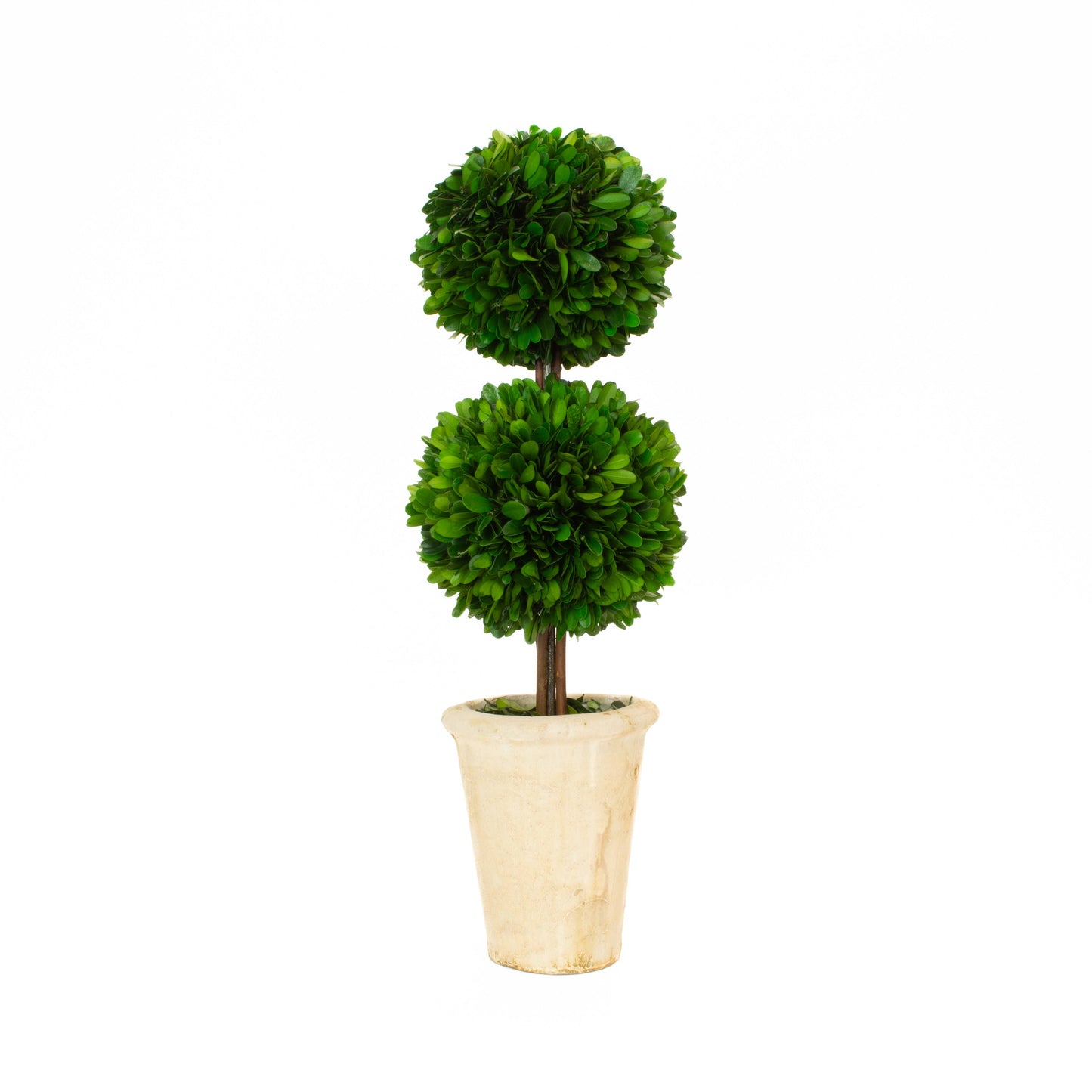 Preserved Boxwood Topiary - 20” Double Ball