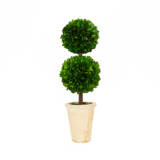 Preserved Boxwood Topiary - 20” Double Ball