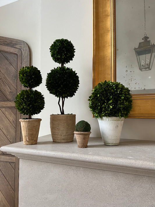 28” Preserved Boxwood Topiary